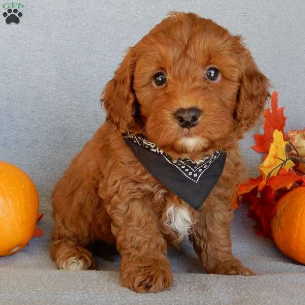 Murphy, Mini Goldendoodle Puppy