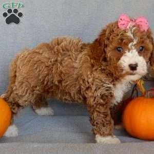 Sierra, Mini Goldendoodle Puppy