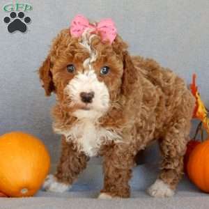 Sierra, Mini Goldendoodle Puppy