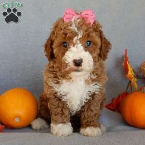 Sierra, Mini Goldendoodle Puppy