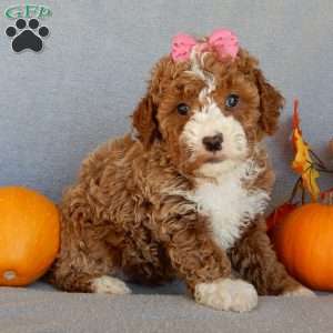 Sierra, Mini Goldendoodle Puppy