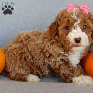 Sierra, Mini Goldendoodle Puppy