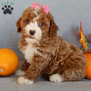 Sierra, Mini Goldendoodle Puppy