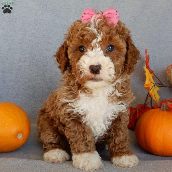 Sierra, Mini Goldendoodle Puppy