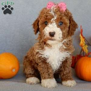 Sierra, Mini Goldendoodle Puppy