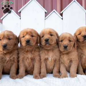 Saige, Golden Retriever Puppy