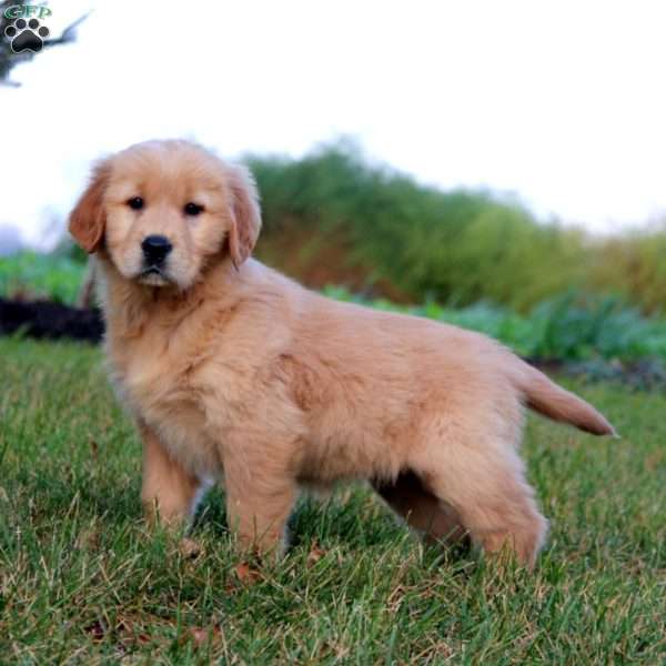 Rachel, Golden Retriever Puppy