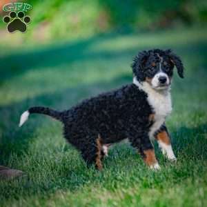 Rainier, Mini Bernedoodle Puppy