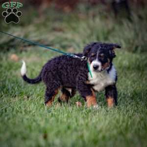 Rainier, Mini Bernedoodle Puppy