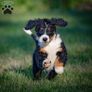 Rainier, Mini Bernedoodle Puppy