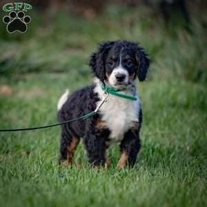 Rainier, Mini Bernedoodle Puppy