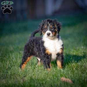 Rainier, Mini Bernedoodle Puppy