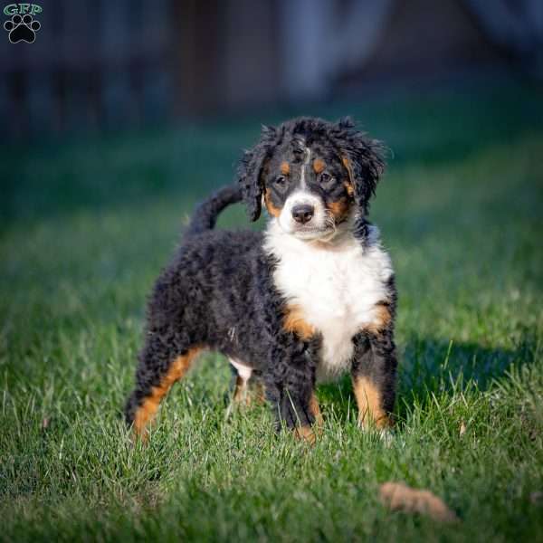 Rainier, Mini Bernedoodle Puppy