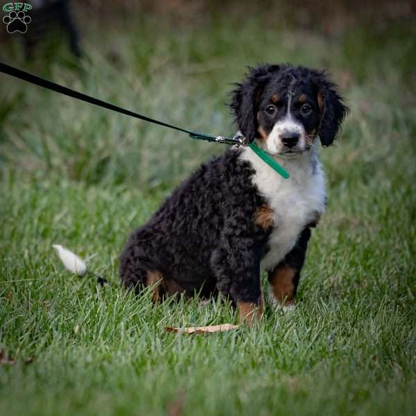 Rainier, Mini Bernedoodle Puppy