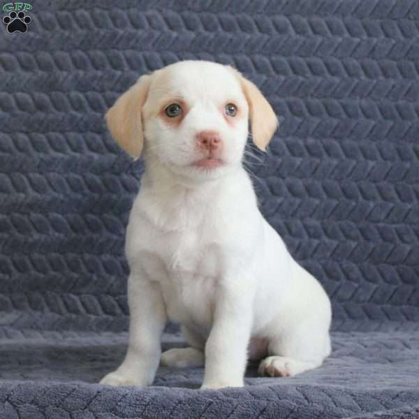 Raleigh, Jack Russell Mix Puppy