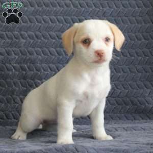 Raleigh, Jack Russell Mix Puppy