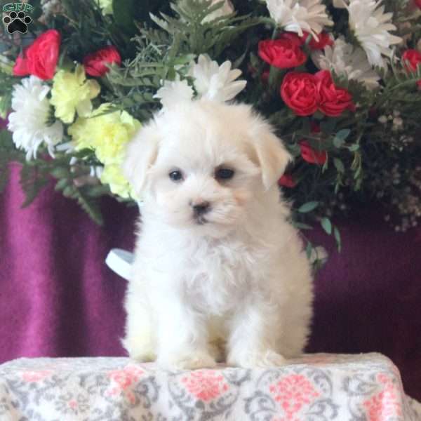 Randy, Maltese Puppy