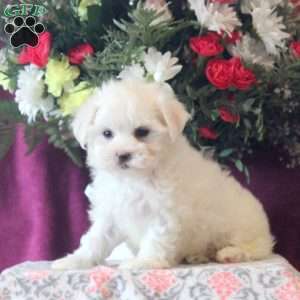 Randy, Maltese Puppy