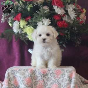 Randy, Maltese Puppy