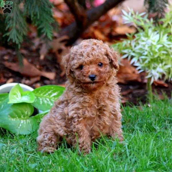 Randy, Miniature Poodle Puppy