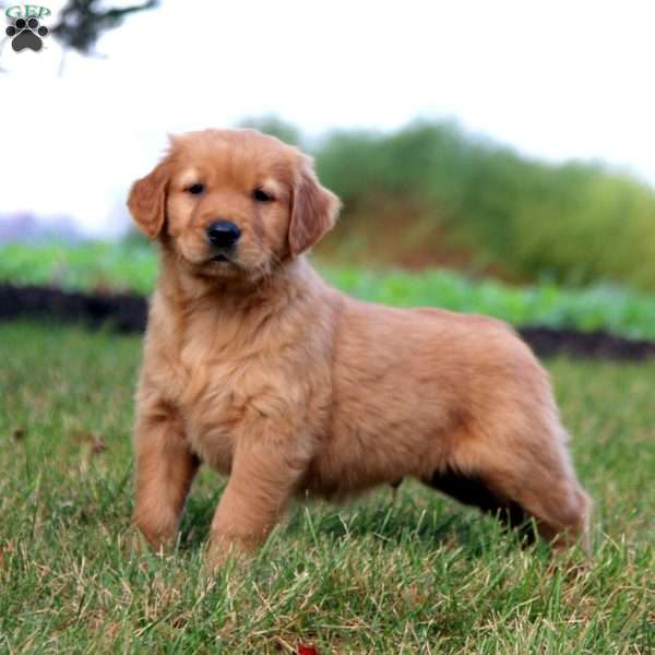 Randy, Golden Retriever Puppy