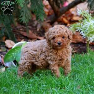 Randy, Miniature Poodle Puppy