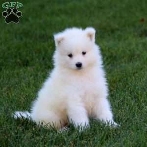 Randy, Samoyed Puppy