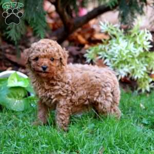 Randy, Miniature Poodle Puppy