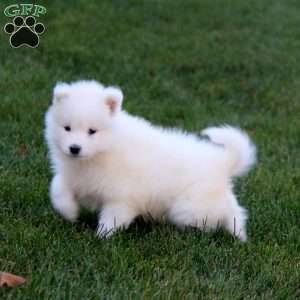 Randy, Samoyed Puppy