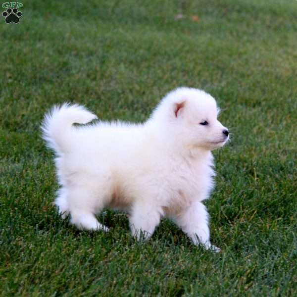 Randy, Samoyed Puppy