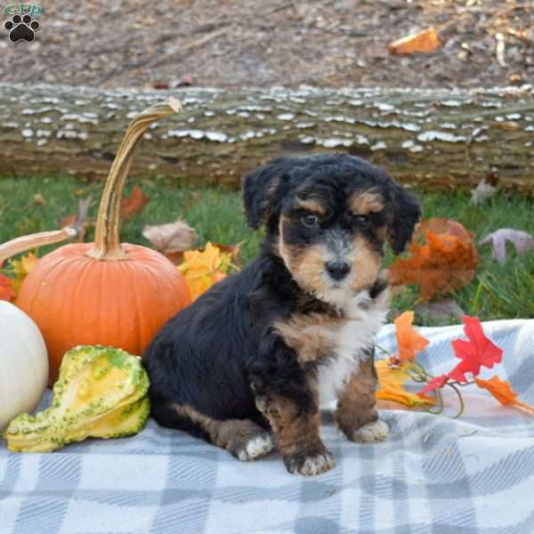 Ranger, Mini Aussiedoodle Puppy