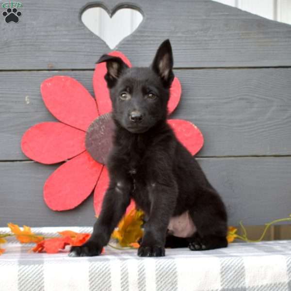 Ranger, German Shepherd Puppy