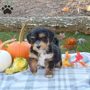 Ranger, Mini Aussiedoodle Puppy