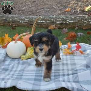 Ranger, Mini Aussiedoodle Puppy