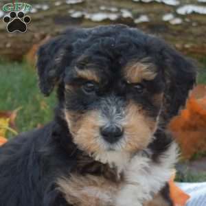 Ranger, Mini Aussiedoodle Puppy