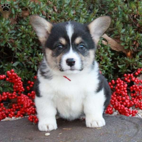 Raskal Chase, Pembroke Welsh Corgi Puppy