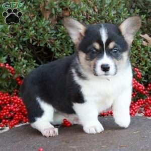 Raskal Chase, Pembroke Welsh Corgi Puppy