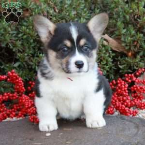 Raskal Chase, Pembroke Welsh Corgi Puppy