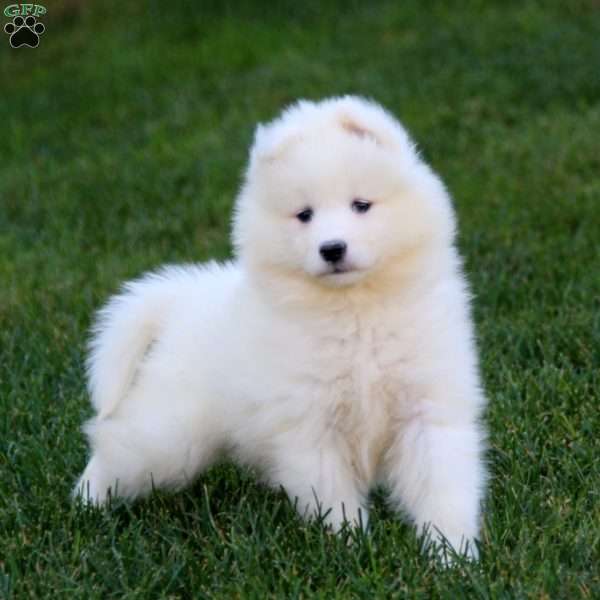 Rayna, Samoyed Puppy