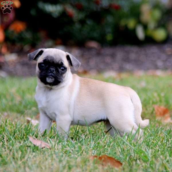 Rayna, Pug Puppy