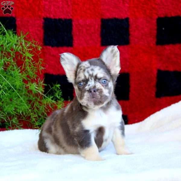 Rayna, French Bulldog Puppy