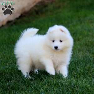 Rayna, Samoyed Puppy