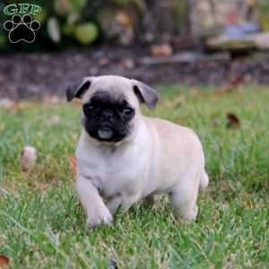 Rayna, Pug Puppy