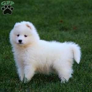 Rayna, Samoyed Puppy