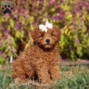 Reagon, Maltipoo Puppy