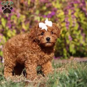 Reagon, Maltipoo Puppy