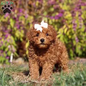 Reagon, Maltipoo Puppy