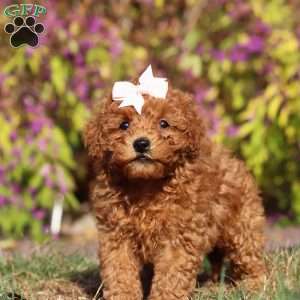 Reagon, Maltipoo Puppy