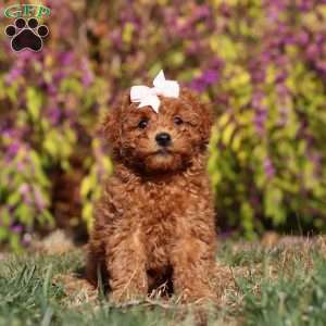 Reagon, Maltipoo Puppy