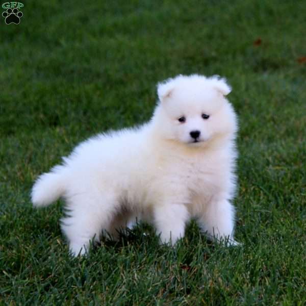 Reba, Samoyed Puppy